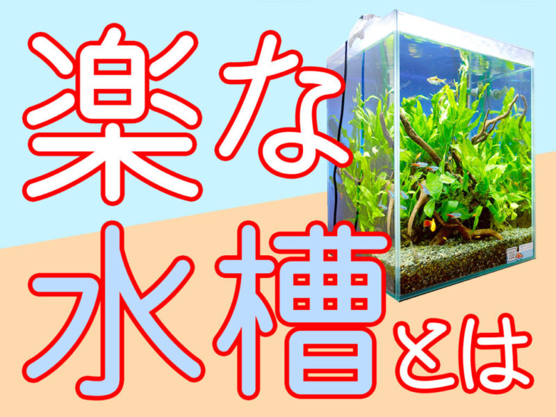 楽な水槽とはの文字と水草が茂る水槽の見出し画像
