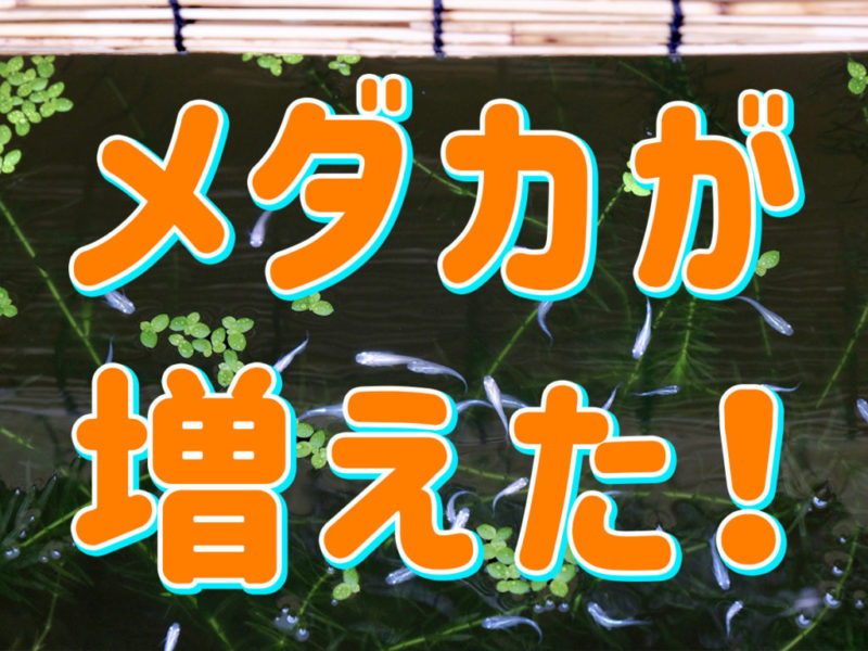 メダカが増えた！の文字と水草の間を泳ぐメダカの見出し画像