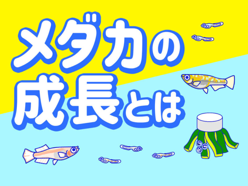 メダカの成長とはの文字とメダカのイラストの見出し画像