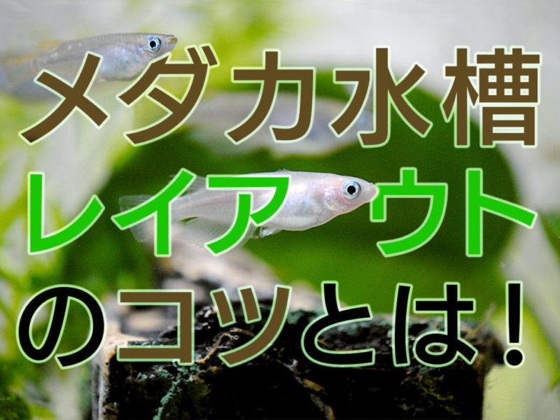 メダカ水槽レイアウトのコツとは!の文字入り見出し画像