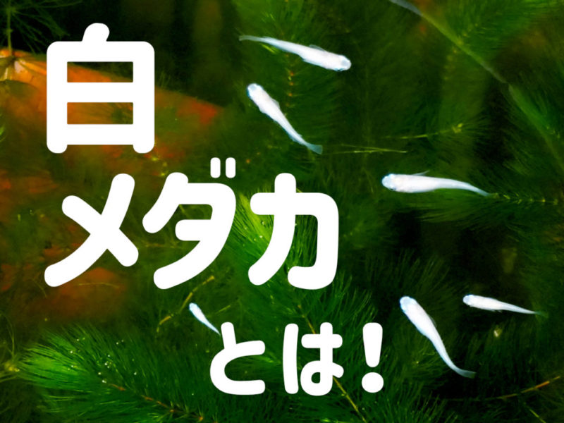 白メダカとは!の文字と水草の間を泳ぐメダカの見出し画像