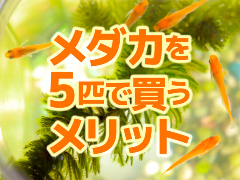 メダカを5匹で買うメリットの文字が入った見出し画像