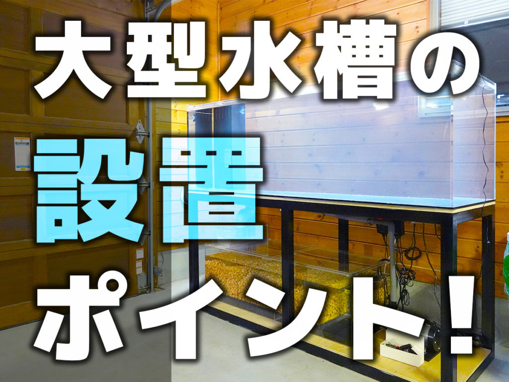 大型水槽の設置ポイントを事例で解説！アロワナ水槽の設置動画を公開のサムネイル画像