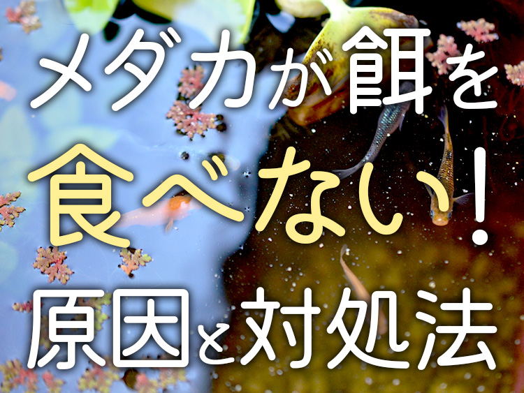 メダカが餌を食べない原因と対処法の文字入り画像