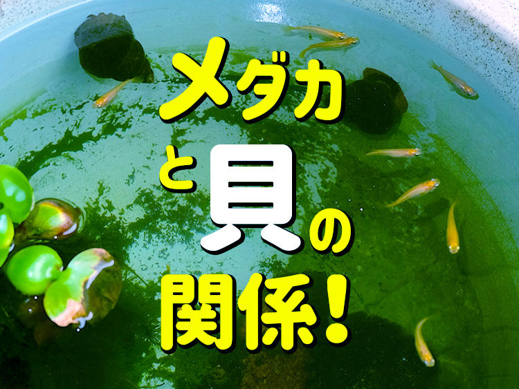 メダカと貝の関係！の文字と水槽で泳ぐメダカの見出し画像