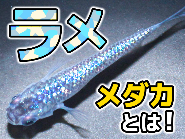 ラメメダカとは！の文字と光る鱗を持つメダカの見出し画像