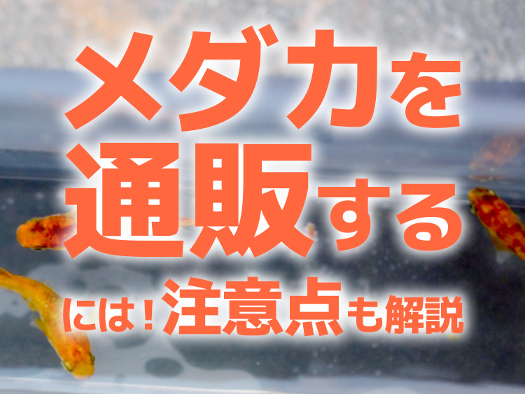 メダカを通販する際の注意点を記載した見出し画像