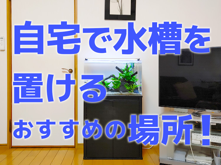 自宅で水槽を置けるおすすめの場所の見出し画像