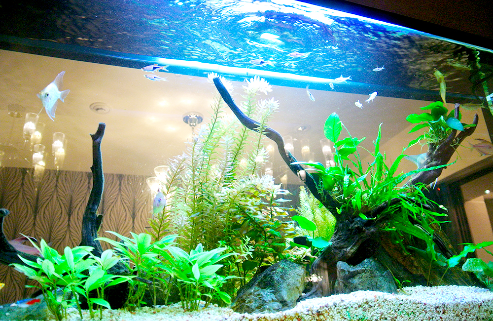 流木と水草を配置した水槽内を泳ぐエンゼルフィッシュと小型魚