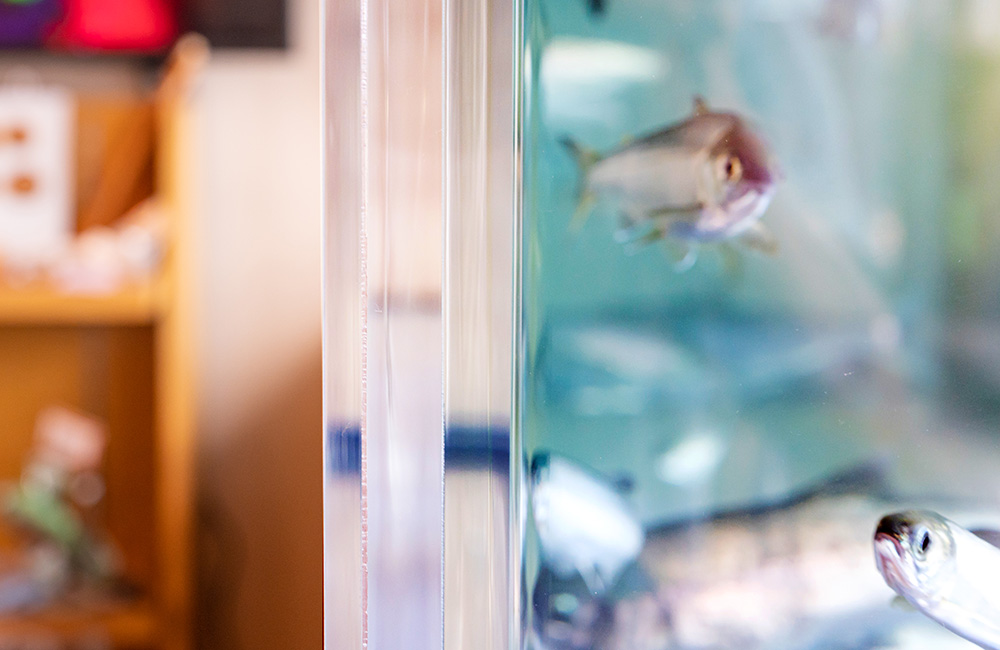 厚みのあるアクリル水槽の断面と泳ぐ魚の姿