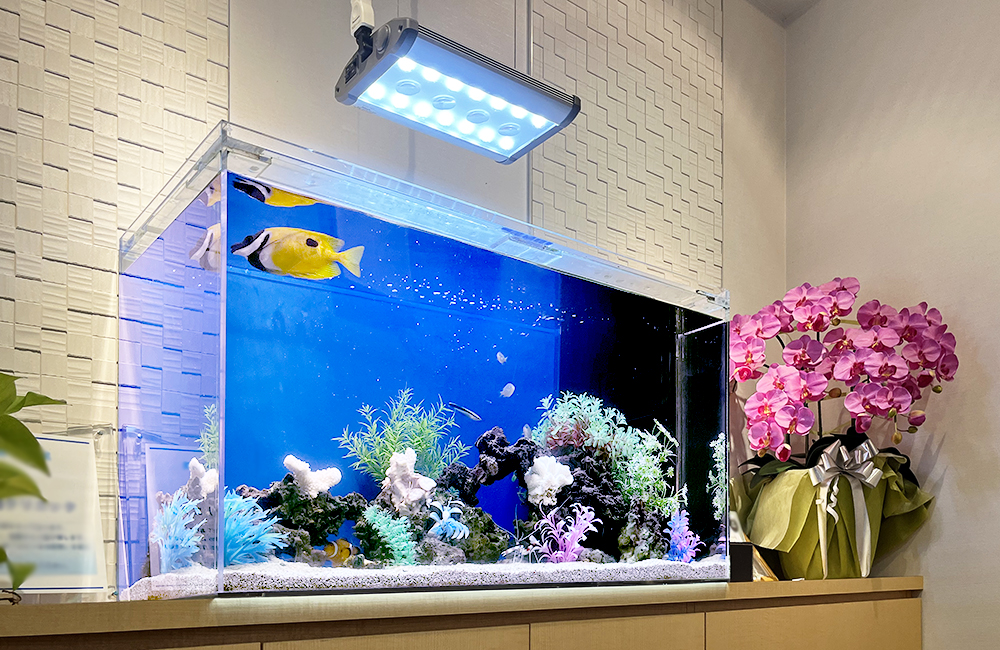 世田谷区　クリニック様　90cm海水魚水槽　メンテナンス事例　その後のサムネイル画像