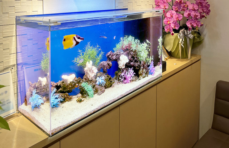 世田谷区　クリニック様　90cm海水魚水槽　メンテナンス事例　その後 水槽画像５