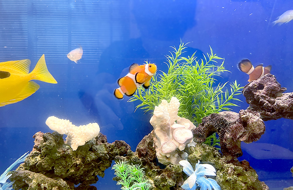 カクレクマノミと黄色い海水魚が泳ぐサンゴ礁水槽の風景