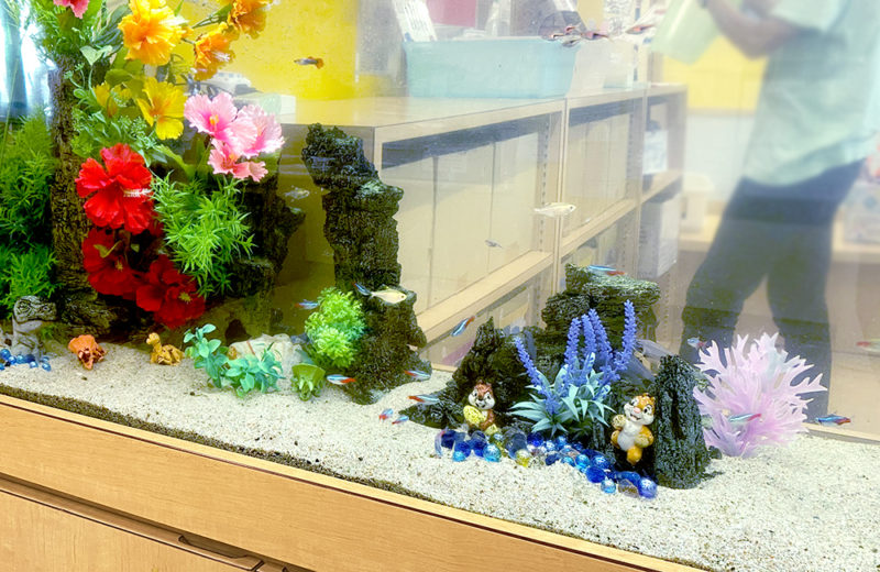 神奈川県横浜市　教育施設様　150cm淡水魚水槽　17年目のメンテナンス事例 水槽画像４