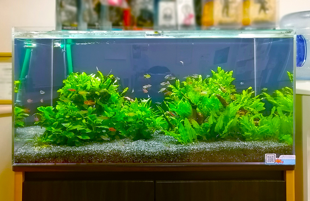 水草が茂る水槽内を泳ぐ小型カラシンと熱帯魚群