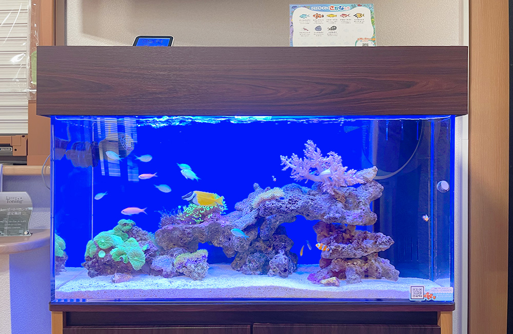 青い照明の海水魚水槽とライブロックのレイアウト