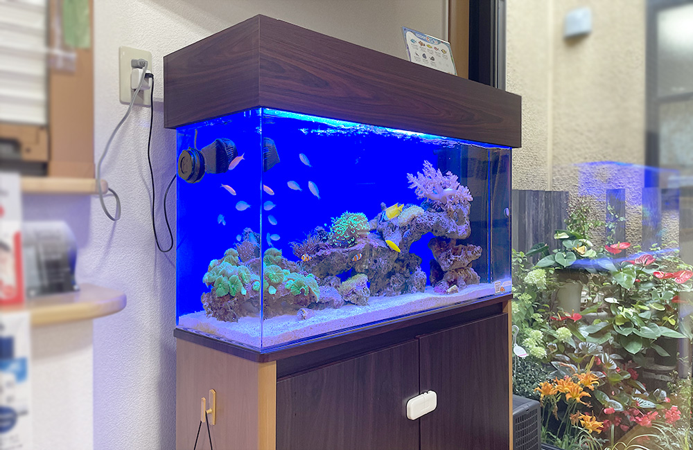 青い照明の海水魚水槽と木目調の水槽台