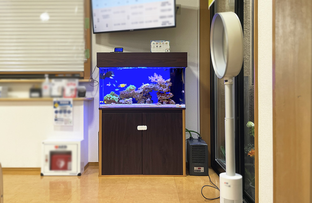 青い照明の海水魚水槽と木目調の水槽台および水槽用クーラー