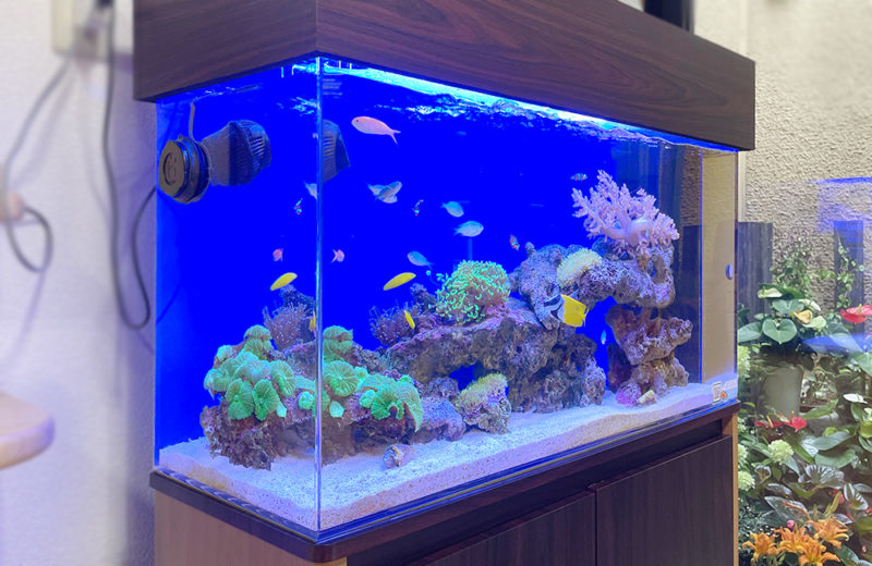 埼玉県秩父郡 病院様 90cmサンゴ水槽 レンタル事例 水槽画像1