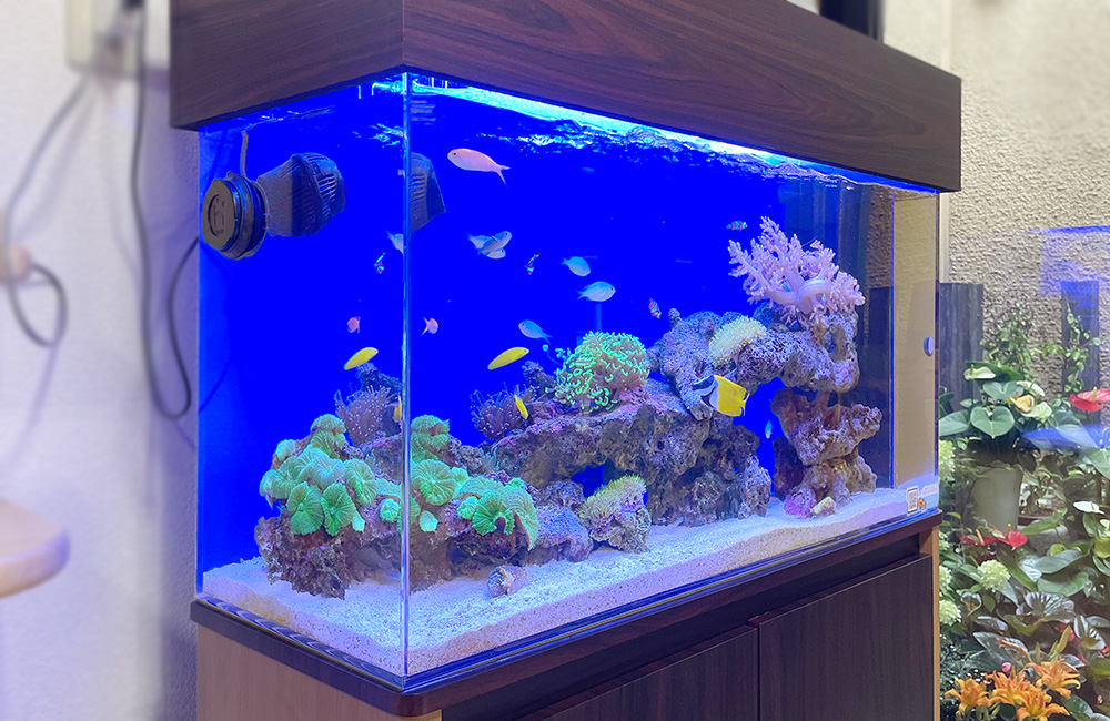 埼玉県秩父郡 病院様 90cmサンゴ水槽 レンタル事例