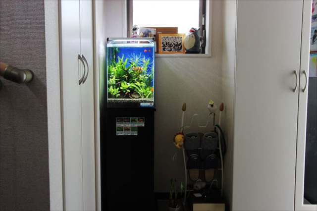 白い棚の間に設置された水草の茂る小型水槽の設置例