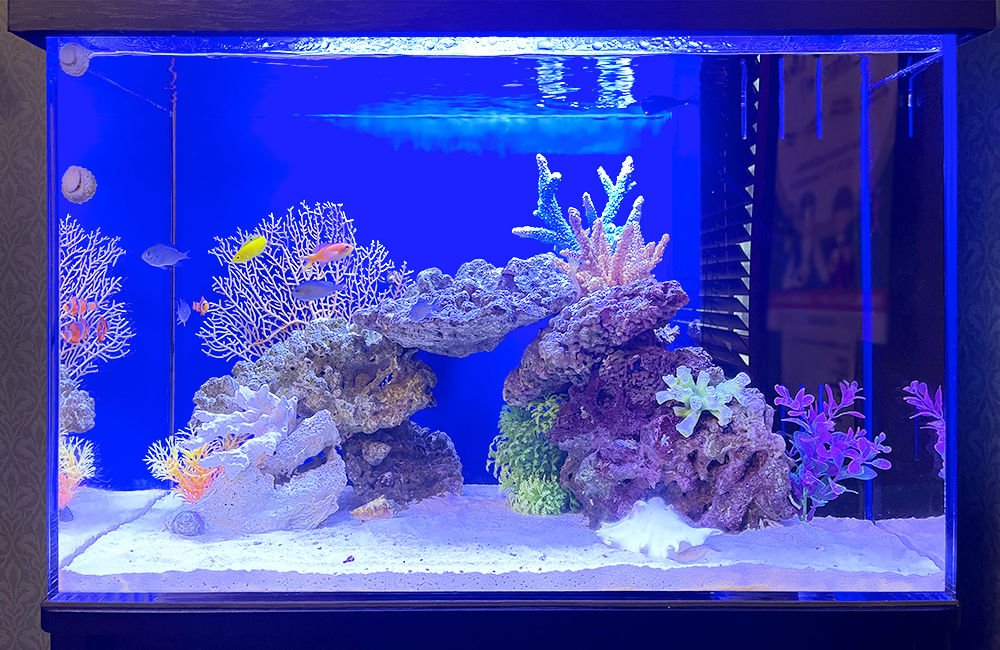 青い照明の海水魚水槽とサンゴや岩のレイアウト