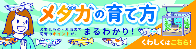メダカの育て方と飼育ポイントがわかるアイキャッチ画像