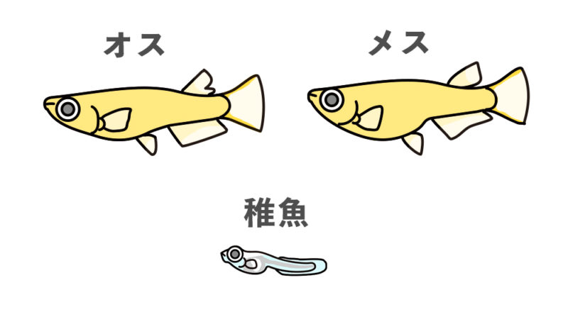 メダカのオスとメスおよび稚魚の比較イラスト