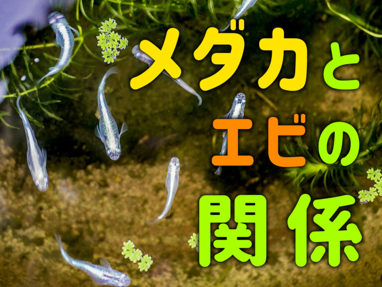 メダカとエビの関係と書かれた文字と泳ぐメダカの見出し画像