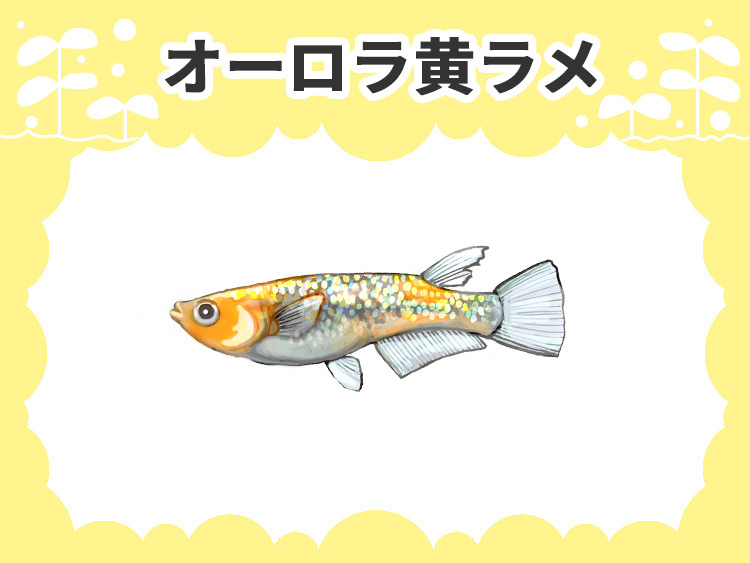 オーロラ黄ラメと書かれた文字とメダカのイラストの見出し画像
