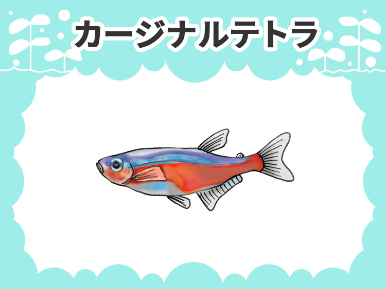 カージナルテトラのお魚図鑑