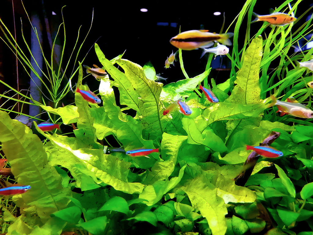 水草の間を泳ぐネオンテトラの仲間と小型熱帯魚群
