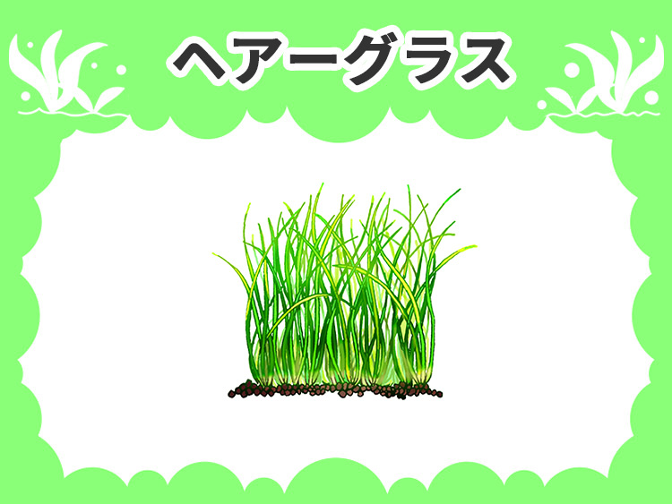 ヘアーグラスの水草図鑑