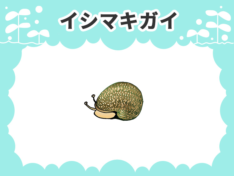 イシマキガイの文字と貝のイラストが描かれた見出し画像