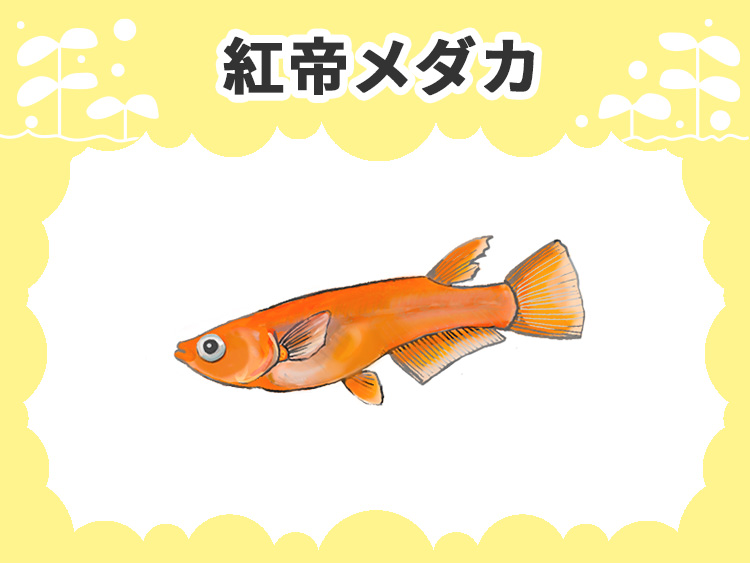 紅帝メダカの文字とオレンジ色のメダカのイラスト画像