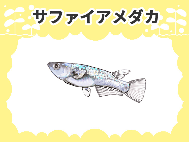 サファイアメダカの文字とメダカのイラストの見出し画像