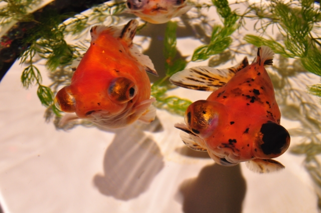 水草の間を泳ぐ出目金と金魚の俯瞰写真