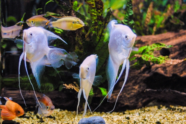 水草水槽を泳ぐエンゼルフィッシュと小型熱帯魚の群れ