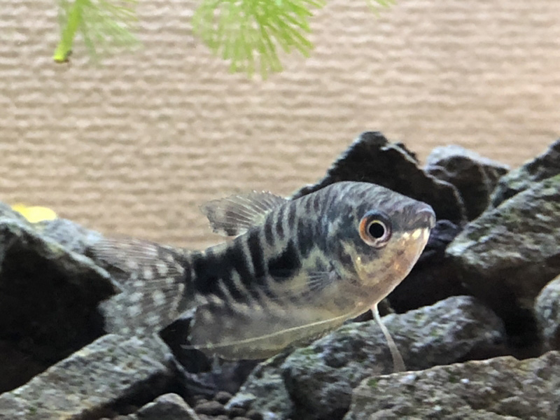 岩の近くを泳ぐ黒い模様がある熱帯魚と水草の背景