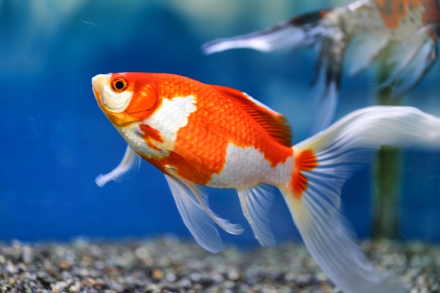 青い背景の水槽内を泳ぐ紅白模様の金魚