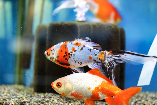投げ込み式フィルターと泳ぐ数匹の金魚