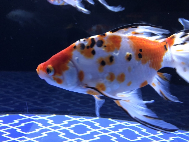 黒と赤の斑点模様がある金魚の横顔と青い幾何学模様の底面