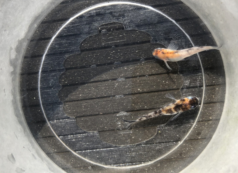 丸い容器の中で泳ぐ2匹のメダカを真上から見た写真