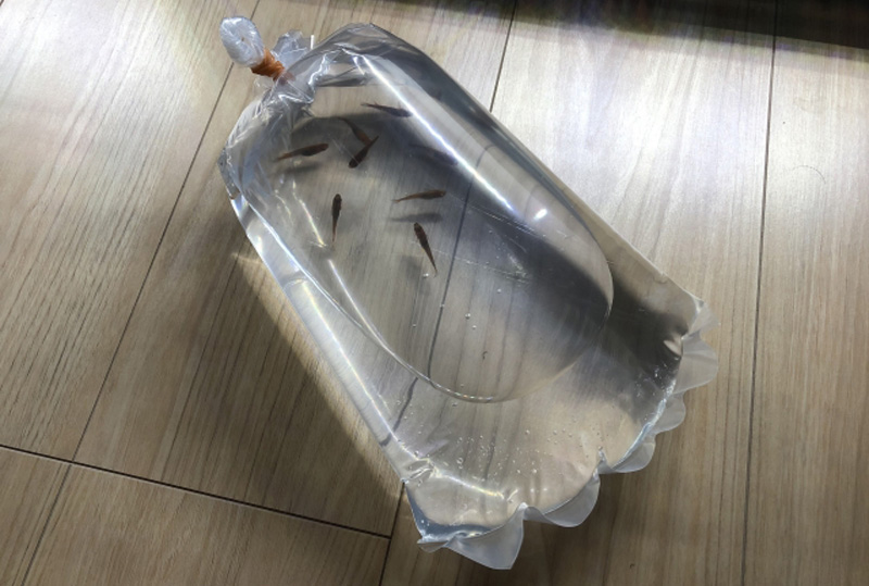 パッキング袋に入ったメダカとフローリングの床面