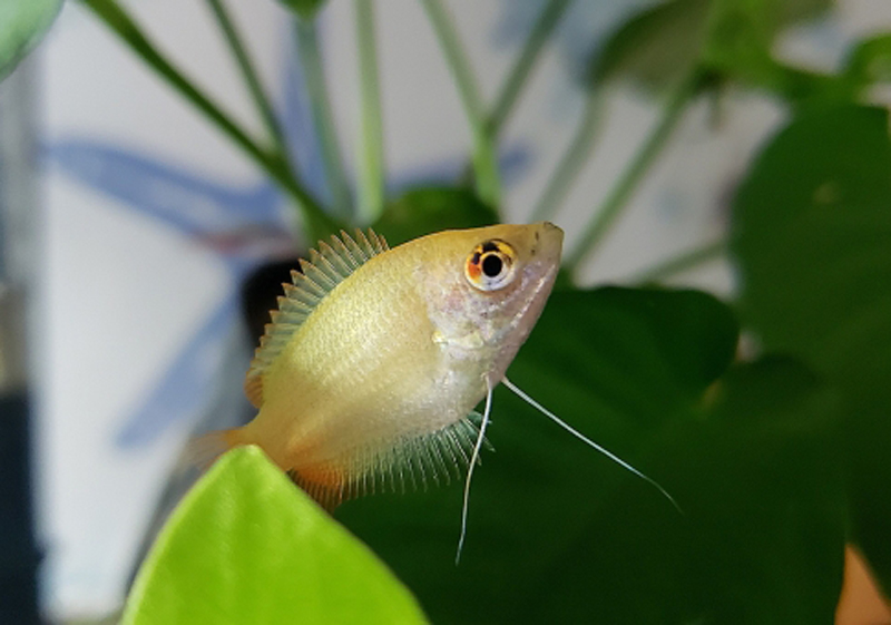 水草の間を泳ぐ黄色いグラミーの仲間