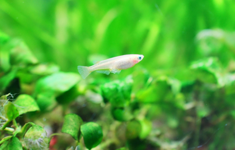 水草が茂る水槽内を泳ぐ白いメダカとアヌビアス類