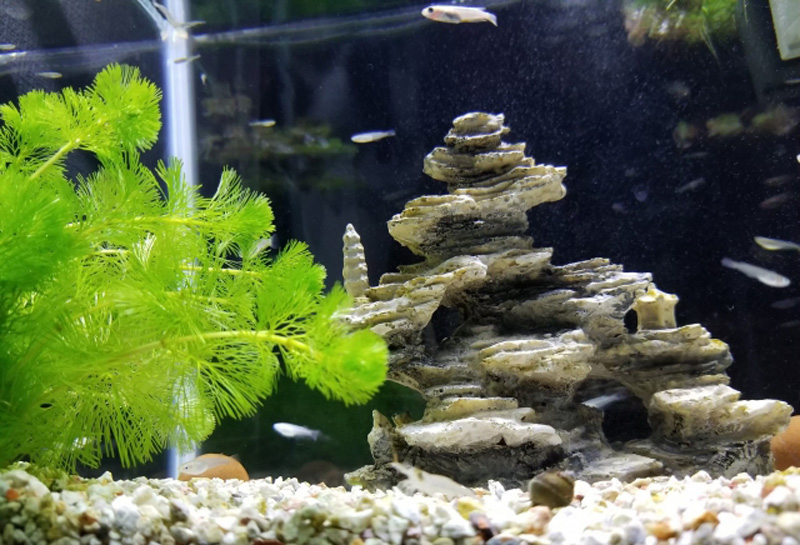 水草と岩のオブジェがあるメダカの水槽