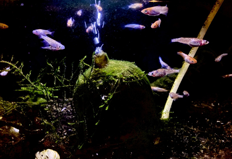 暗い水槽内を泳ぐメダカと苔の付いた石や水草