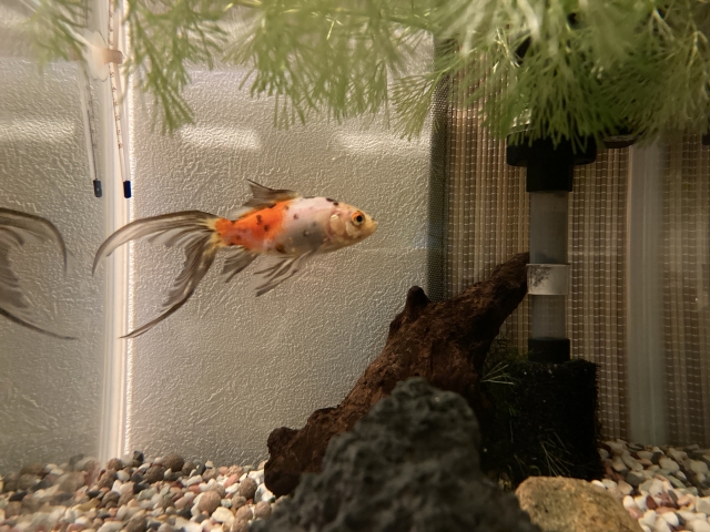 水槽内を泳ぐ金魚と流木や水草のレイアウト
