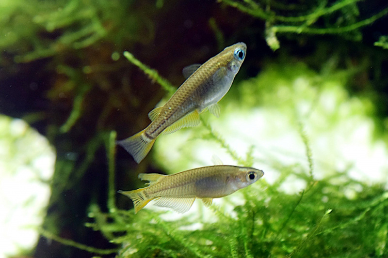 水草の間を泳ぐ2匹のメダカと背景のウィローモス